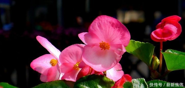 四季海棠|喜欢养花,就养这4种花,并且非常好养,一年四季都有花