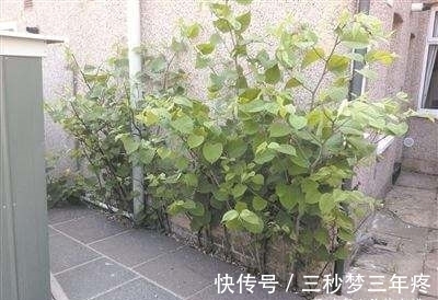 房前屋后,看见这植物,得铲掉