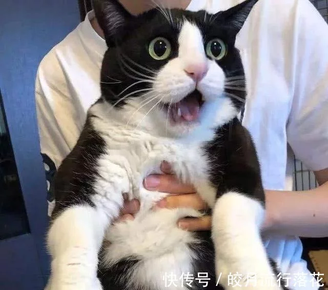 想要奶牛猫听话乖巧，抓住奶牛猫训练黄金期，宠主请收好！（若何征服奶牛猫）