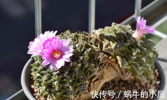 龟甲牡丹|盘点5种贵货多肉,大多数人养不起,养了要珍惜,你家养过几种?