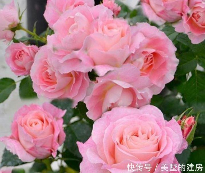 4种花养家里,人养花,花也养人,开花量大,花开枝繁叶茂