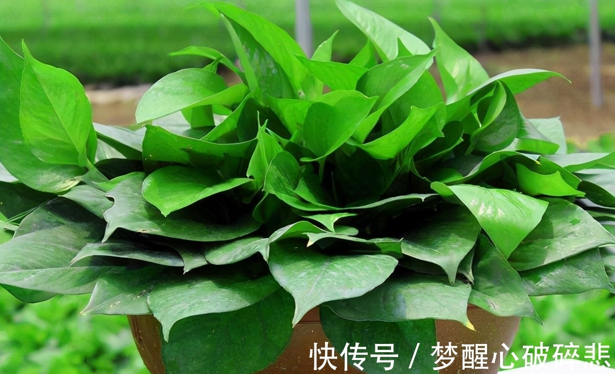 养花小窍门:喂点这2样“营养品”,植物个个根壮叶绿