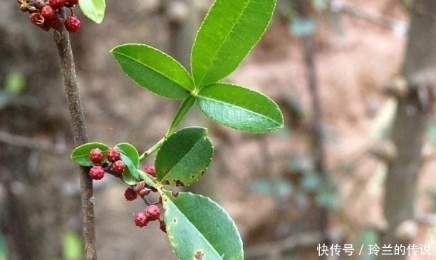 煎煮液|农村这种树,祛风除湿,消肿解毒,它还是稀罕的“飞龙掌血”