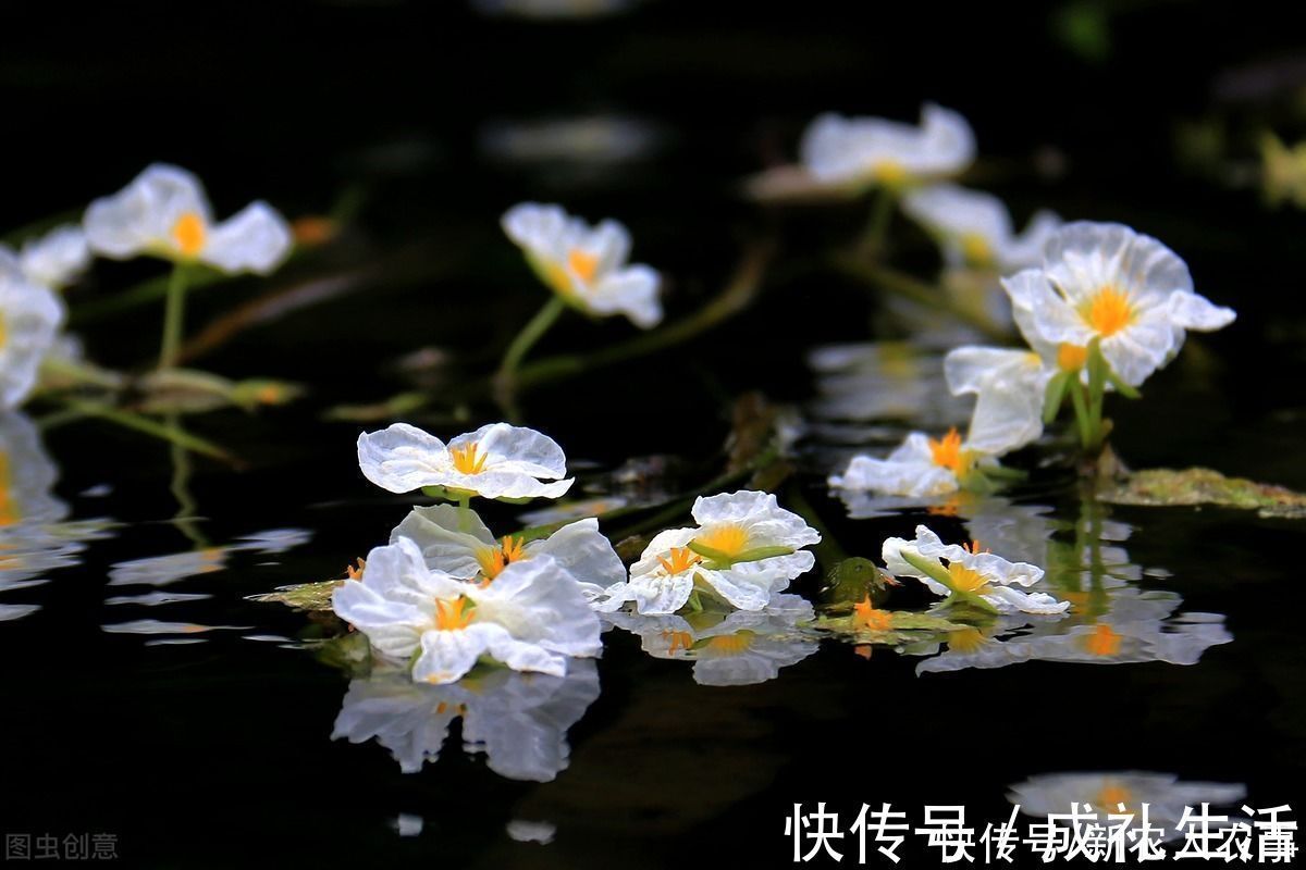 泸沽湖|植物界的“水性杨花”,泸沽湖成了它们的天堂,原来全身都是宝