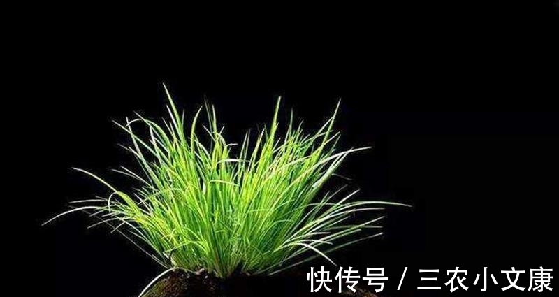 菖蒲|养一盆小众盆景——菖蒲养殖方法(新手必备)