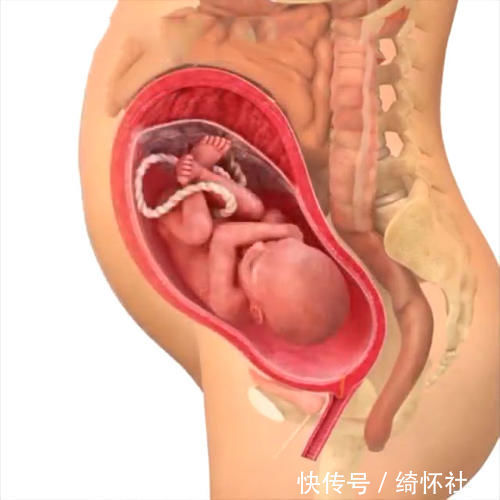发育|孕期40周胎儿生长发育组图,胎儿是这样一天天长大的