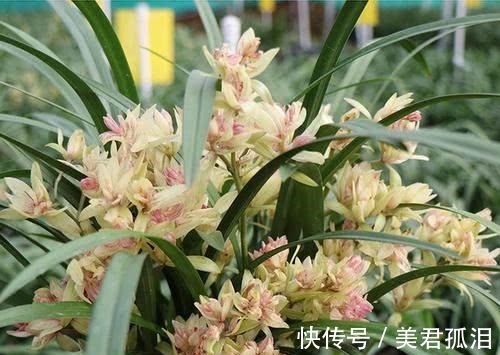 花型|它被誉为“建兰三大奇花”之首,花型饱满,兰香四溢,适合新手养