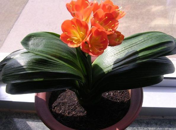 骨头|盆养君子兰,7天浇一次臭水,保管网格叶油绿、开花多