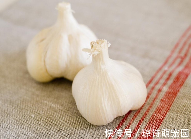 别花钱买生根水给植物泡了,拿这些代替,既有趣又实用