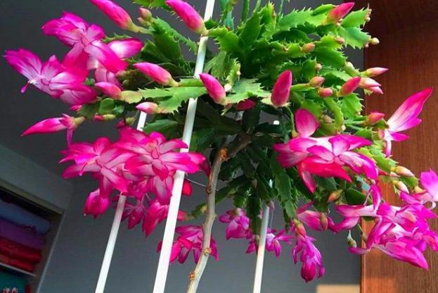 叶片|蟹爪兰叶片软趴趴怎么办从3方面对症处理,冬春花开爆满盆