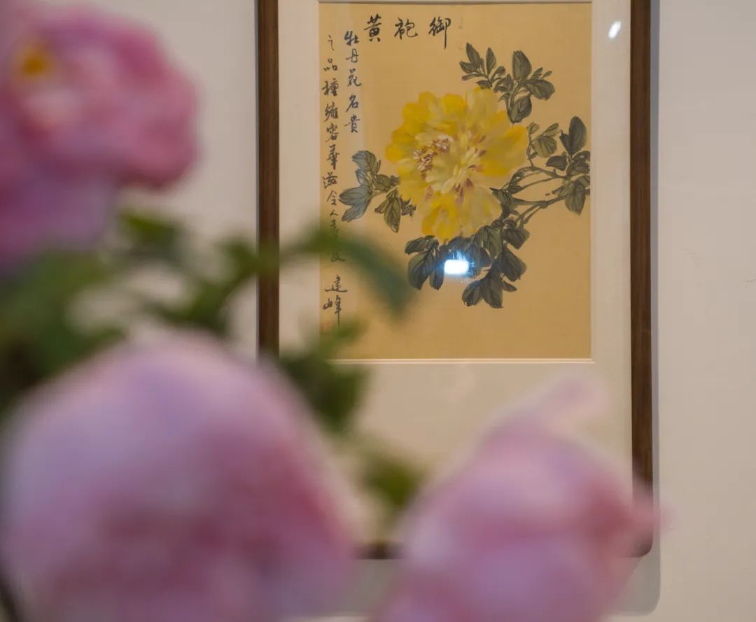 国色天香@唯有牡丹真国色,花开时节迎新春