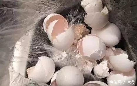 7天浇1个鸡蛋!花像打了激素疯长