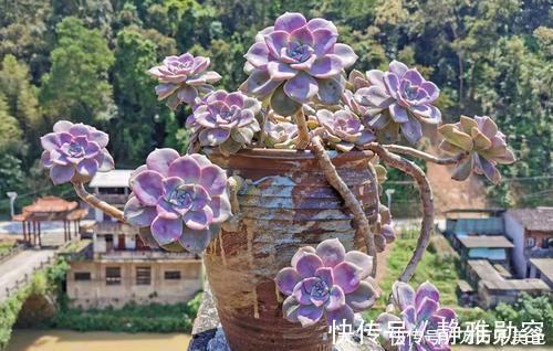 5种漂亮多肉,皮实又好养,不容易褪色,冻一冻叶片更好看!