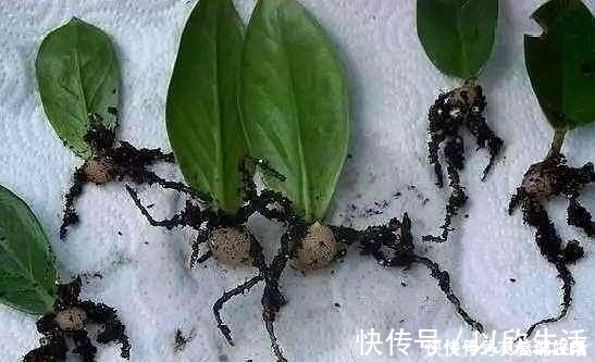 这5棵“树”太贵了,偷偷摘一截枝条就养活了,不用花钱买啦!