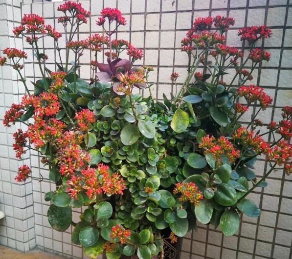 长寿花盆栽选重瓣品种,这么养护,谁能不喜欢!