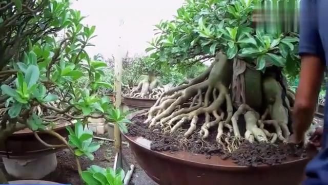 玫瑰|把沙漠玫瑰养成“盆景”,颜值高、价值高,太容易成型了