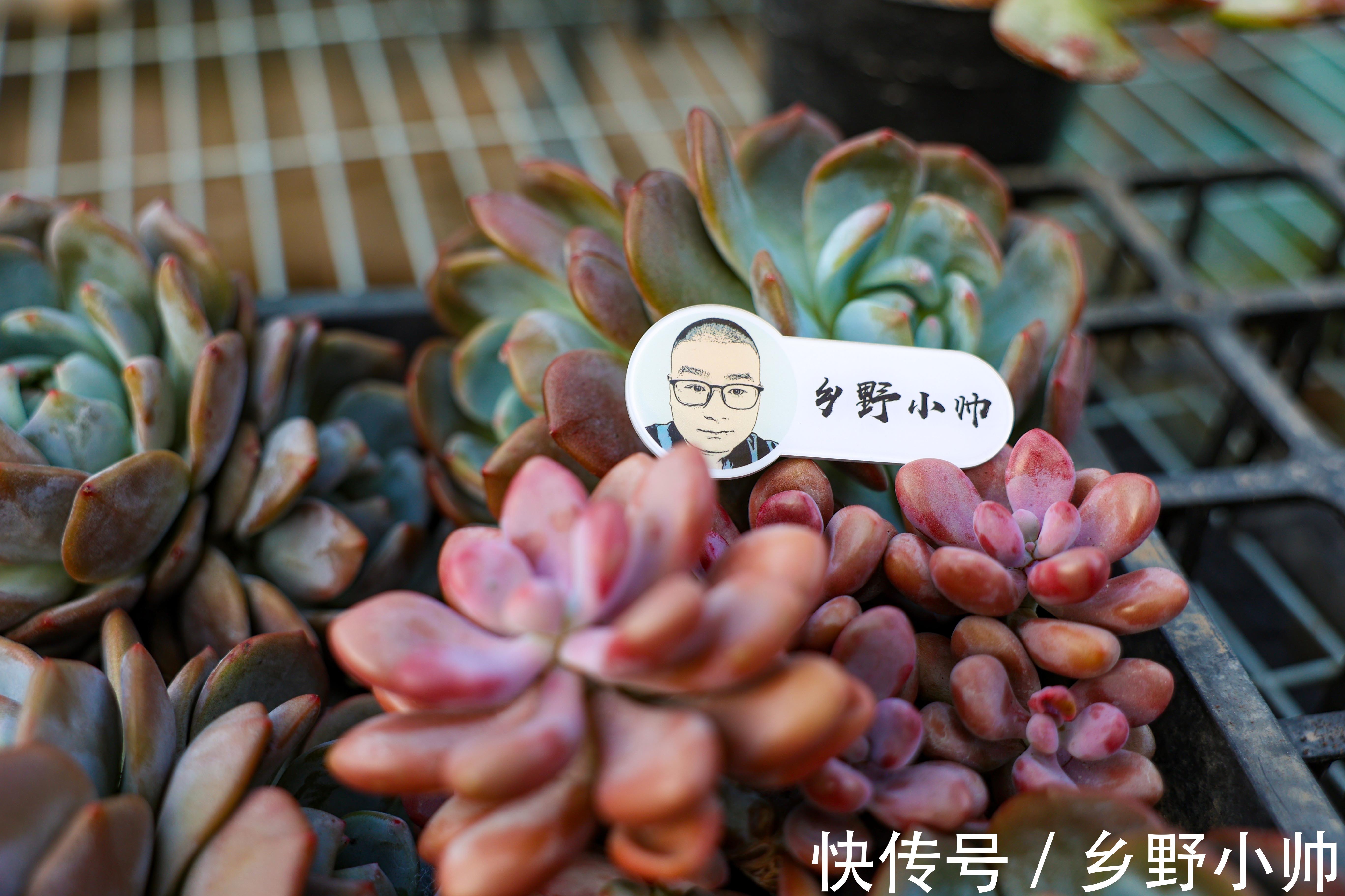 中秋节到了，小帅给大家介绍“祝福系”多肉，款款精品、值得拥有