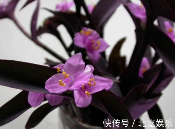 养花就养3种“醋坛子”,10天喝点“酸水”,花儿爆盆一串串