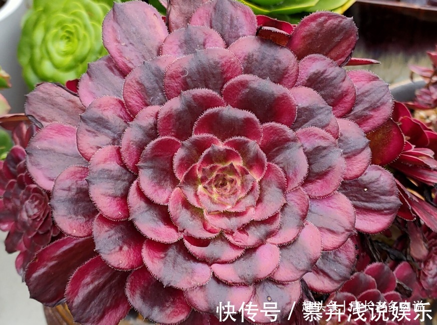 叶片|法师系多肉哪些品种不好度夏?听说带锦的法师都不好度夏是吗?