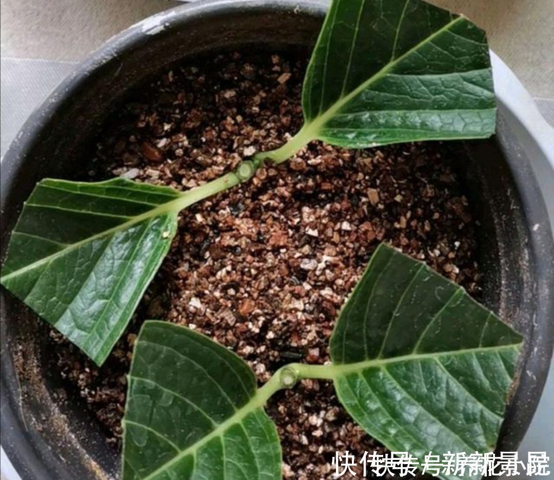 种花|5种花，夏天不影响扦插，生根快、易成活，现在就应多繁殖