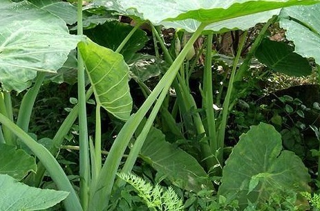 木槿花|老中医盘点8味民间草药,8种顶级妙用,治自汗、盗汗有奇效!