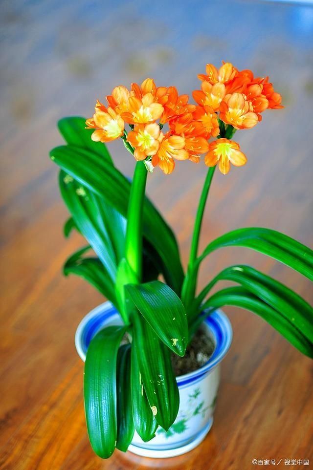 4种花被人们称为“穷命花”,不能住“大房子”,挤挤反而易爆盆