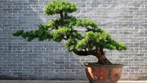 树桩的截干蓄枝期间，注意6个方面的工作，帮你培育出好桩景