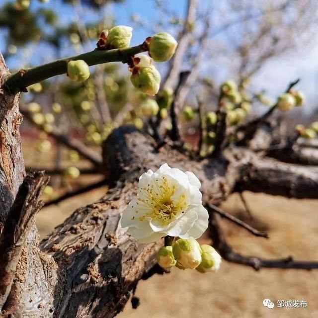 春风|寻美邹城｜你好，春天！这是一条暗香浮动的推送～