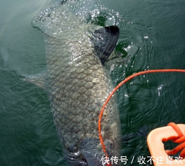 鱼王|男子钓上百斤一样的鱼,酒店出2000元收购,堪称千岛湖鱼王