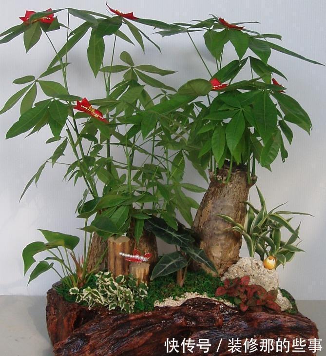 植株|发财树盆栽长得慢?调控好这4点,侧芽新枝呼呼窜