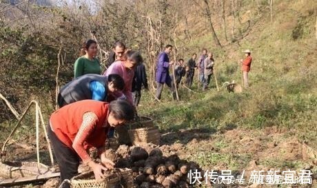 魔芋豆腐|亩产超3吨,全株有毒,手碰到也奇痒难忍,出口国外成高端食材
