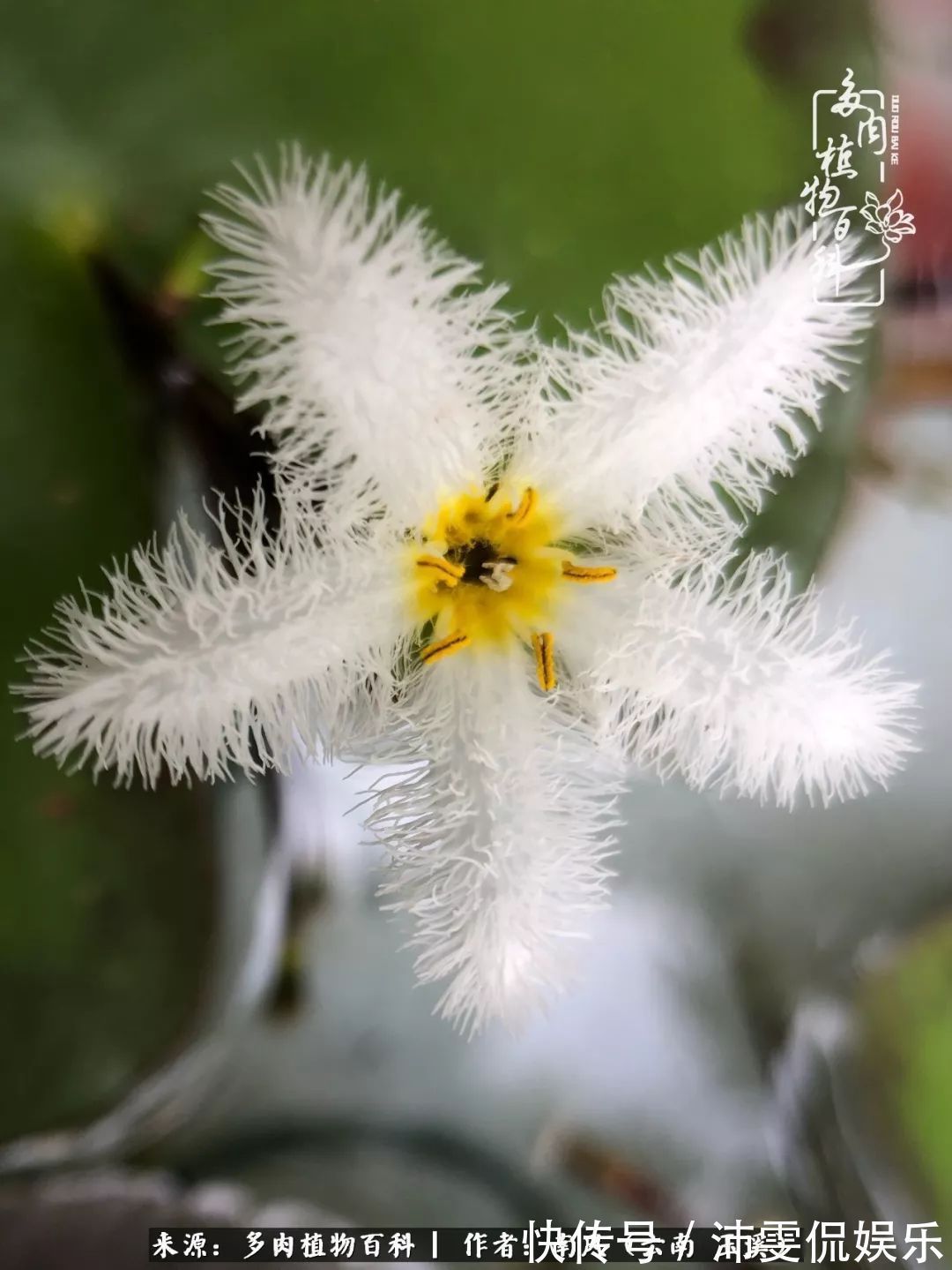 深秋里,种多肉、赏多肉、会肉友,马不停蹄快乐多!