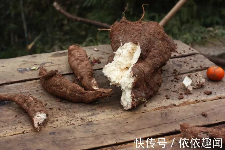 月经|女性来月经了,此几种食物要舍得吃,补血暖宫痛经不来扰