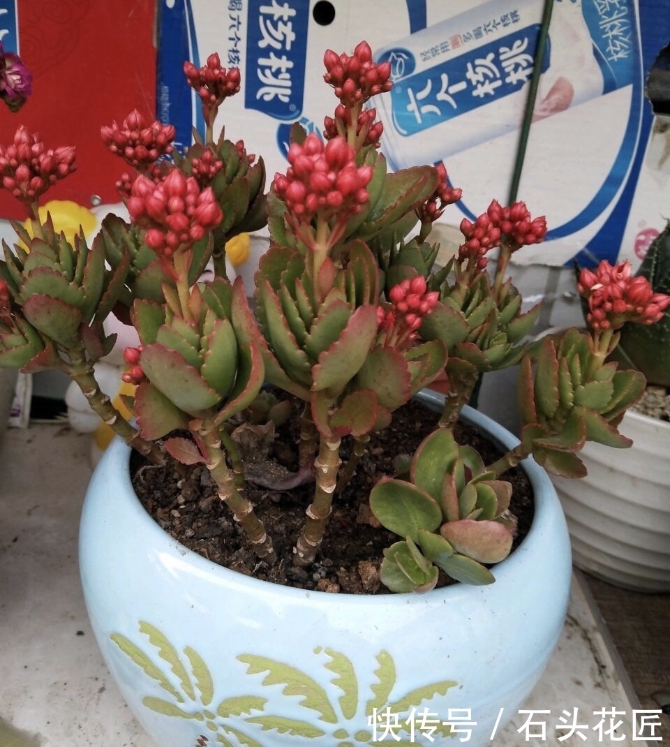 陶瓷|“带釉”的花盆好不好?1个优点、3个缺点要知道,才能养好花