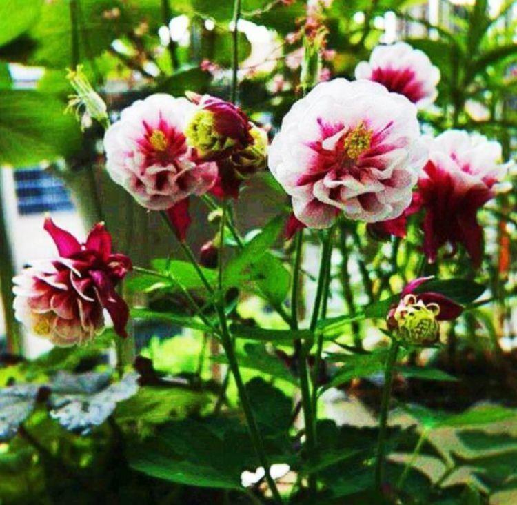 花期超长的几款花卉,一年四季花开不停,繁花似锦