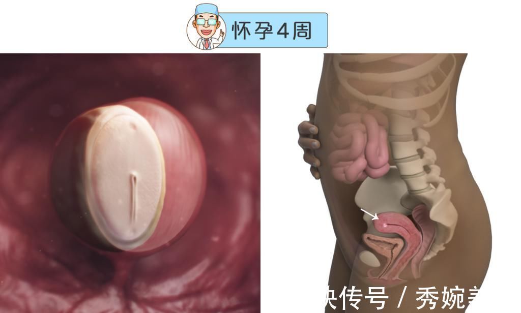 怀孕|最全的怀孕周期图鉴，感受从受精卵到婴儿的神奇变化！