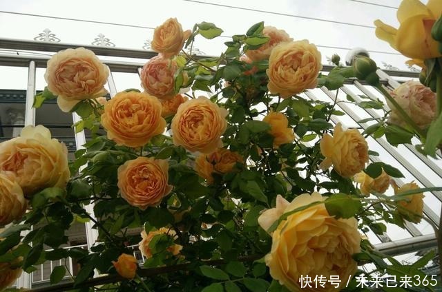 喜欢菊花,不如养盆“菊中珍品”胭脂红,花团锦簇,群芳争艳!