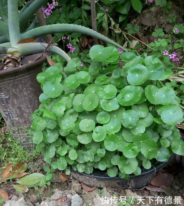 贵气|7种“有钱花”,贵气又大气,招财又旺财,人见人爱