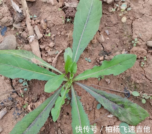 兰陵|临沂兰陵管这些野菜这样叫，不知道各地都一样吗！
