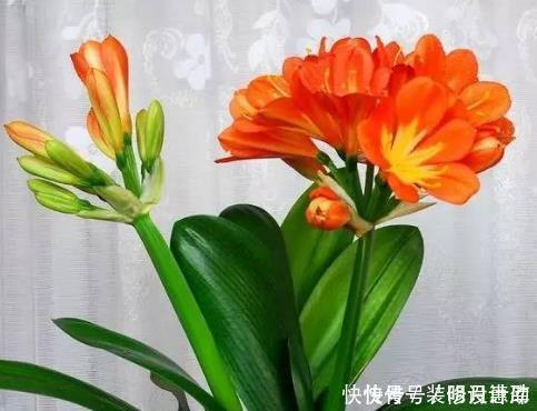 喷洒|养花浇水时掺上它，虫子一个不留，省钱省事轻松开爆满盆