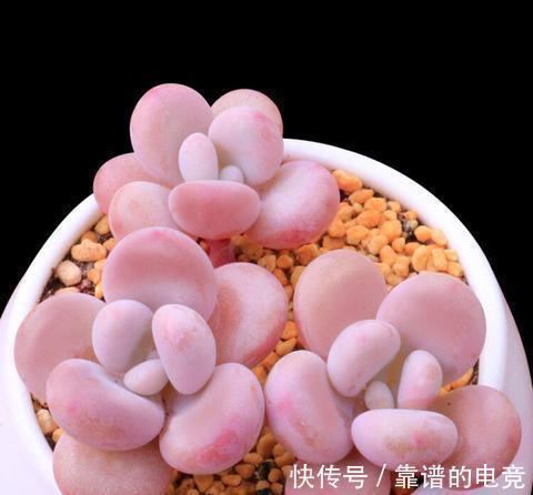 想让多肉冬季“变美”,除“阳光”多些,3“动作”也要重视