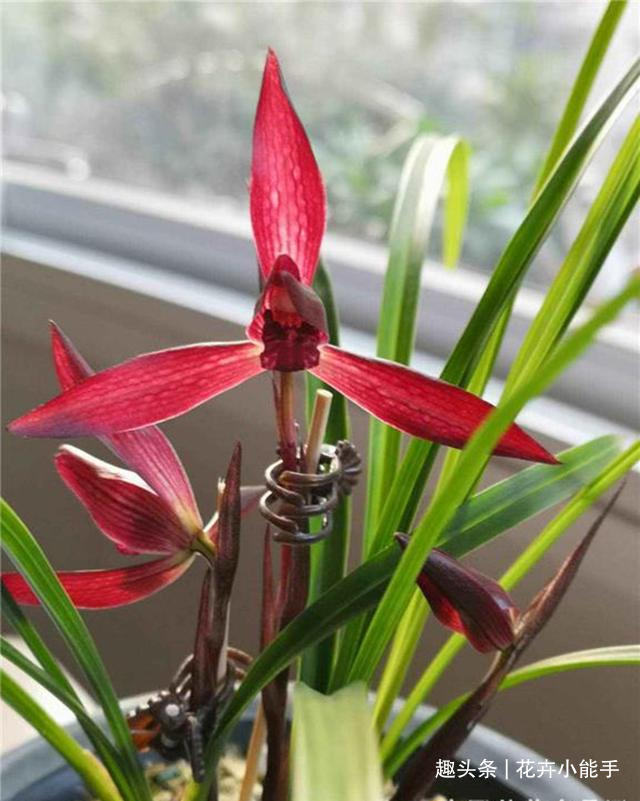 此兰花，拥有“顶级”花色，也有扑鼻的香味，被誉为红素二姐妹