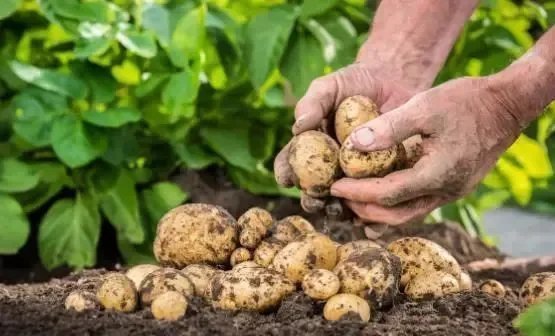 膳食纤维|土豆要尽量少吃,最好不吃,知道为什么吗医生讲出了5要素