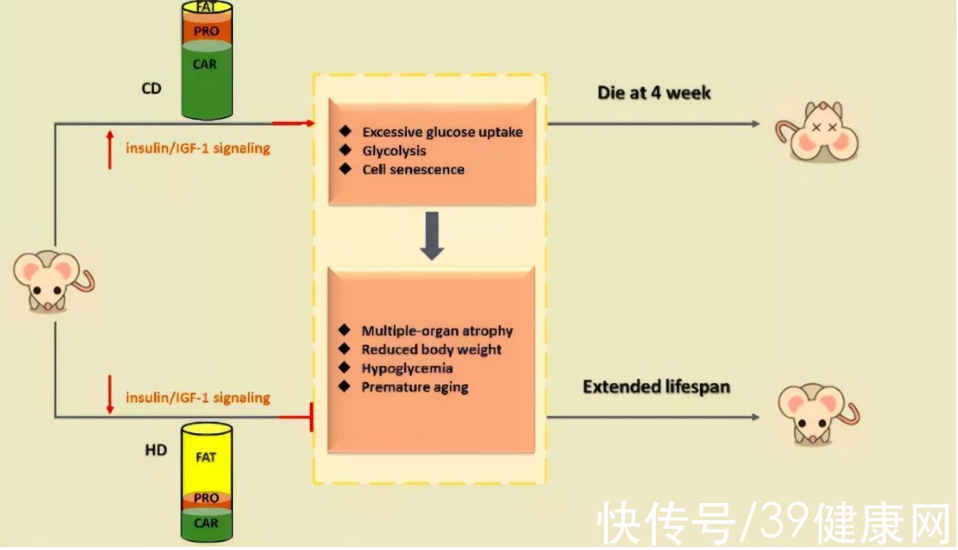 清华大学|清华大学研究：老人多吃肉，或延长寿命！吃什么肉更健康？