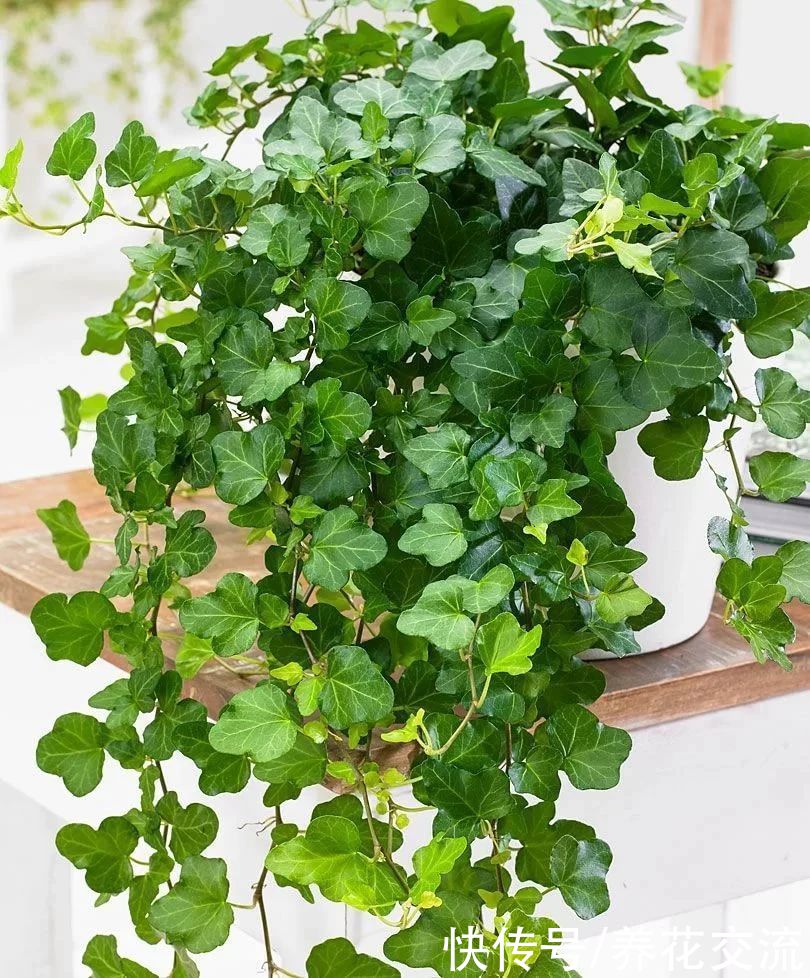 颗粒物|7种可以吸附室内灰尘和颗粒物的绿色观叶植物，可以多养几盆