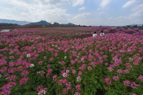 富春山居|这“画里生活”，多美！