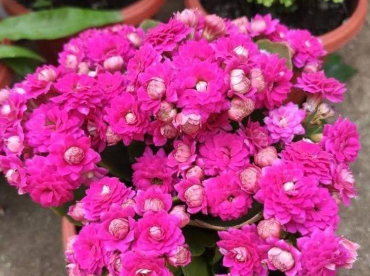 3种花被称为开花劳模,365天开花不断,花团锦簇,养在客厅美极了