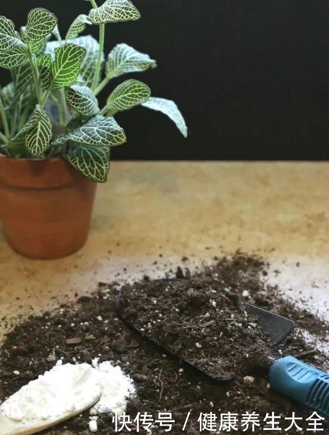 小苏打用来养花的众多用途,促进植物健康生长!