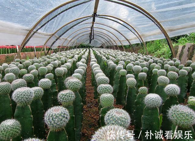根系|仙人球也养不活别中了商家的“猫腻”,这种球,谁养也难活