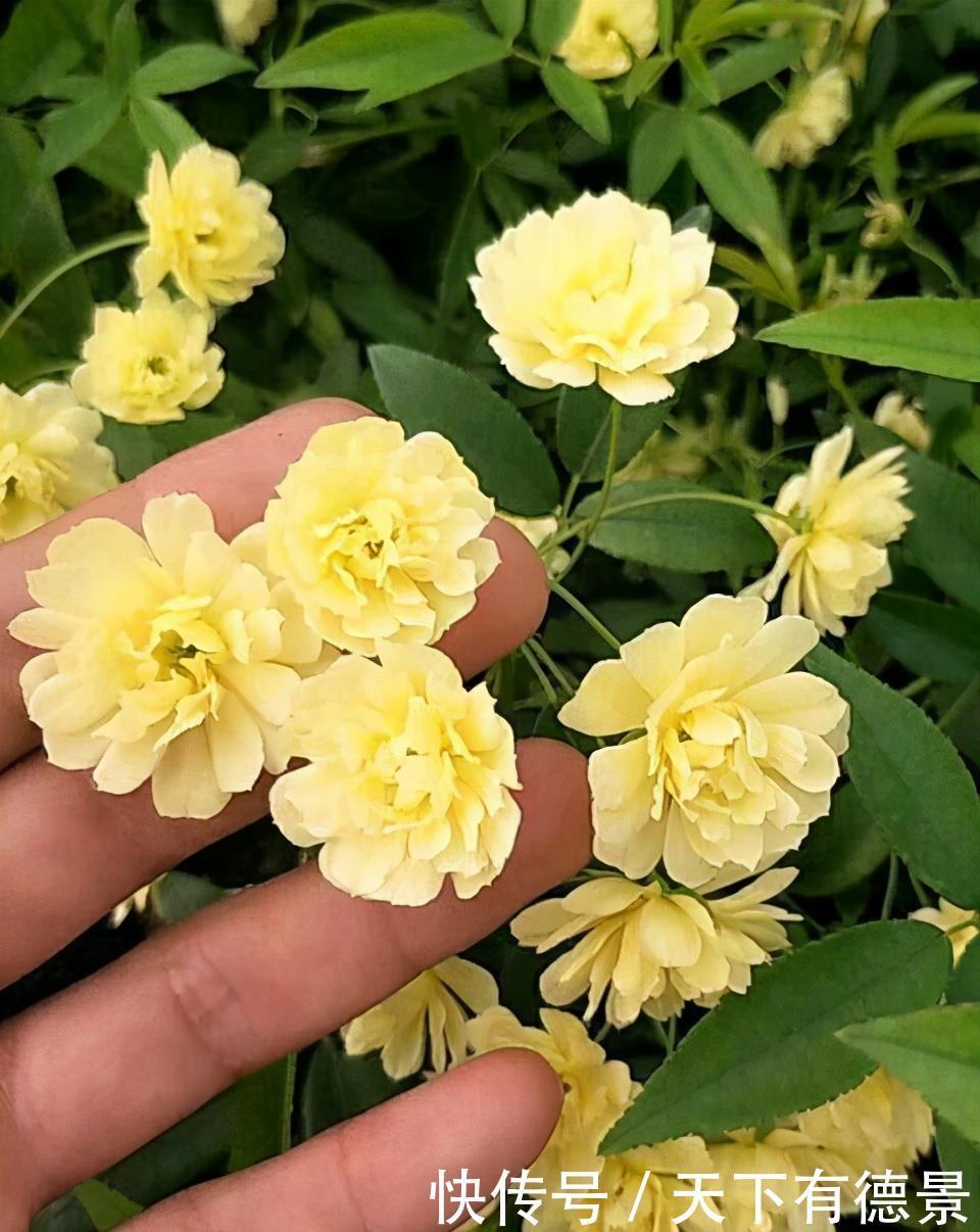 院内栽一株“惊艳时光”的爬藤花，俗称“第一香”，双季有花赏